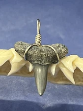 SHARK TOOTH PENDANT. 3/4 Inch Fossilized LEMON Shark Tooth From Bone Valley Fl 