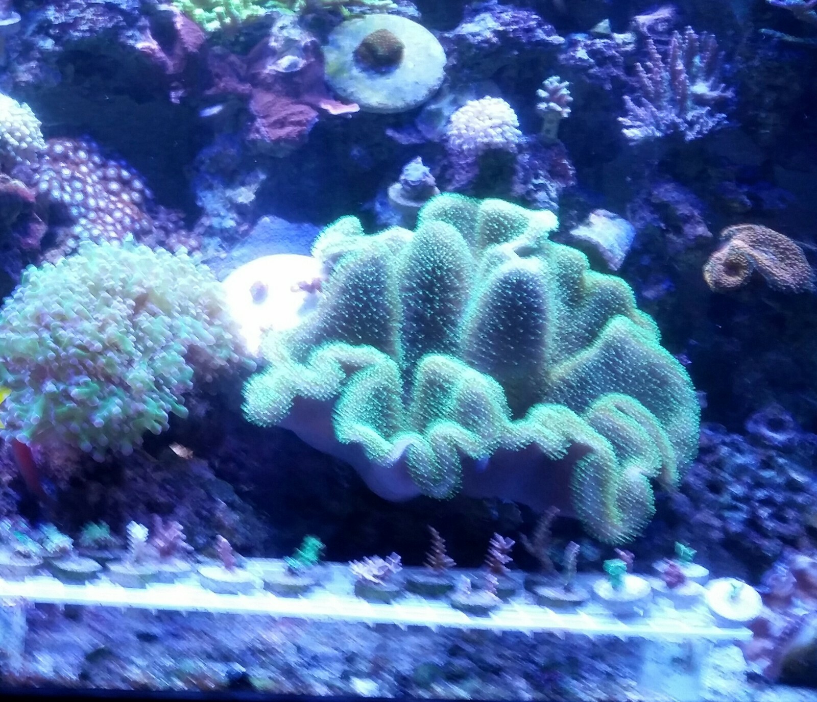 Live Coral Robbie's Corals Neon Green Polyp Umbrella Leather Coral Frag