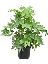 Fatsia Japonica – Hardy Evergreen Houseplant or Outdoor Shrub | Lush | Easy Care