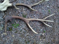 Lot De 4 Bois De Cerf