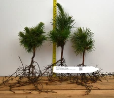 Bristlecone Pine 2 yr old Bare Root (Pinus aristata)- Bonsai, & Landscape