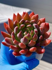 Rare Succulent 3-Inch Sedeveria Dark Elf Fully Rooted Live Plant Home Decor Gift
