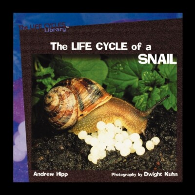 The Life Cycles Of A Snail