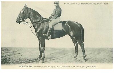 horse riding.n°37628.grenade.bai brune .1911.HORSES.SUPPLEMENT TO FRANCE CHEVA