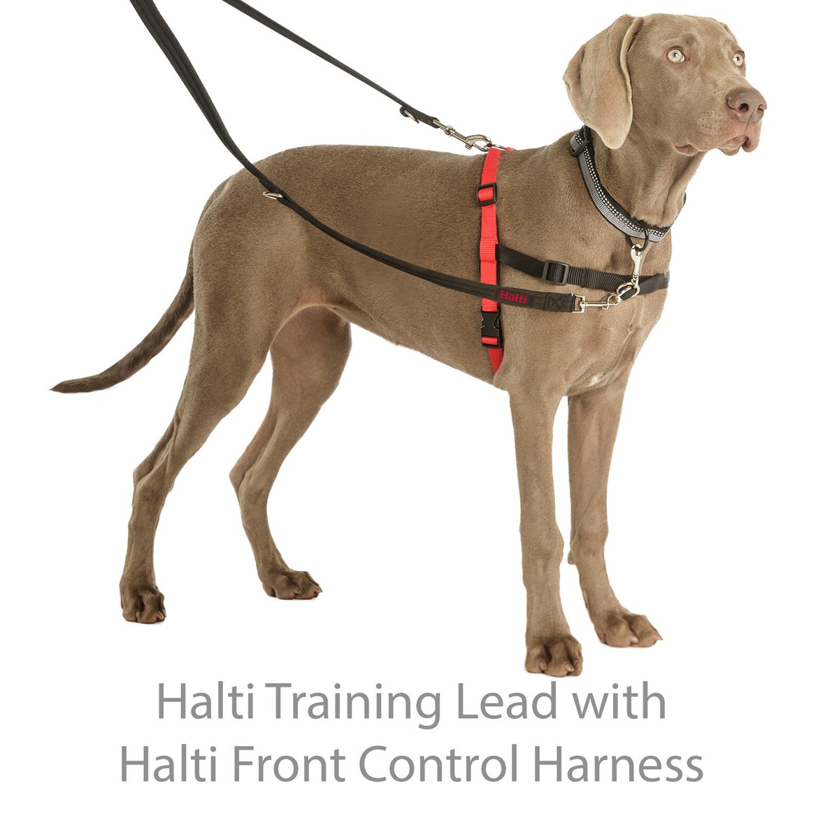 Dog Harness No Pull Dog Harness Halti Front Alternative