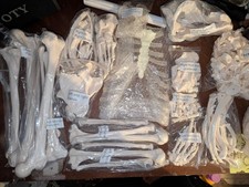Disarticulated Human Skeleton Model for Anatomy Life Sized Anatomical Model