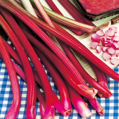 Rhabarber Pflanzkübel Rhizom Rheum Red Champagne 1 St.