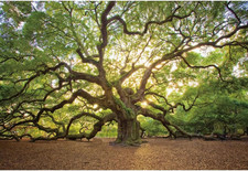 20X10Ft Spring Huge Tree Backdrop for Photography Natural Landscape Wonderland S