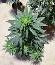 2 lb. Dutch Blend Weed Fuel 11-11-18 hydroponic fertilizer complete
