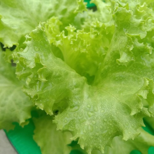 1 Lb Grand Rapids Leaf Lettuce Seeds - Everwilde Farms Mylar Seed Packet - Picture 2 of 2