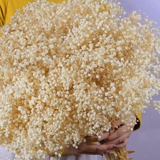 9000 PCS Cream White Dried Babys Breath Flowers Bulk Natural Gypsophila