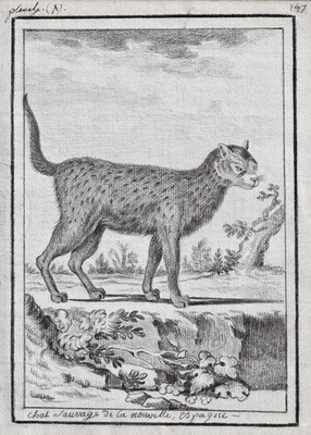 Wildkatze Waldkatze wildcat Katze cats Katzen drawing Zeichnung dessin 1780