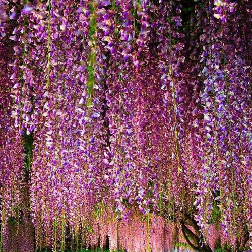 30pc Purple Wisteria Se-ed Vine Climbing Flower Perennial Se-ed Hanging Wisteria - Picture 16 of 25
