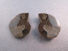 Pair of Madagascar Ammonite Fossil Nautilus Shell Cut Slices Specimen