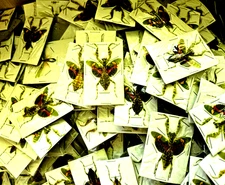 Creobroter gemmatus  - 25 A1 Flower Mantises, Expertly Spread -Java Island