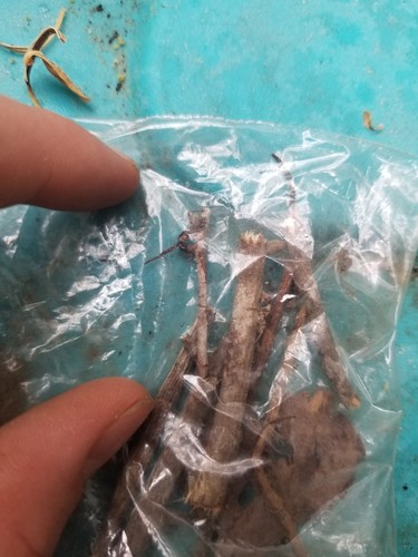 Zombie ant specimens 5-10 good quality ants Local pickup only Make an offer