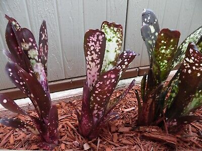 Billbergia HALLELUJAH Bromeliad one tropical plant *TALL* | eBay Billbergia HALLELUJAH Bromeliad one tropical plant *TALL* | eBay