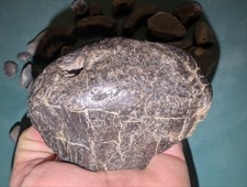 Fossilised Wood & Jurassic Fossil Collection &ndash;Ammonites, Bivalves &ndash; Yorkshire UK