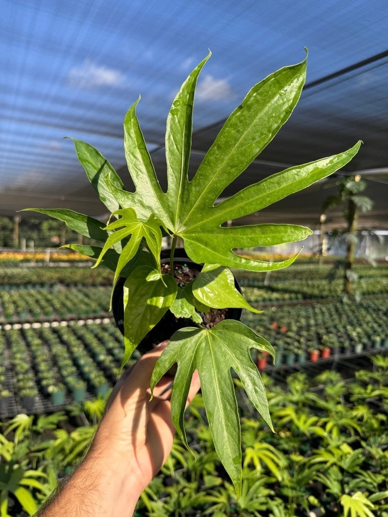 Anthurium Fingers Plant | Live Tropical Houseplant | Outdoor and Indoor | 6  pot | eBay