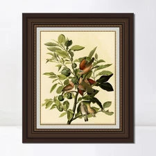 Framed Canvas Giclee Print Ground Dove by John James Audubon Wall Art Home Decor