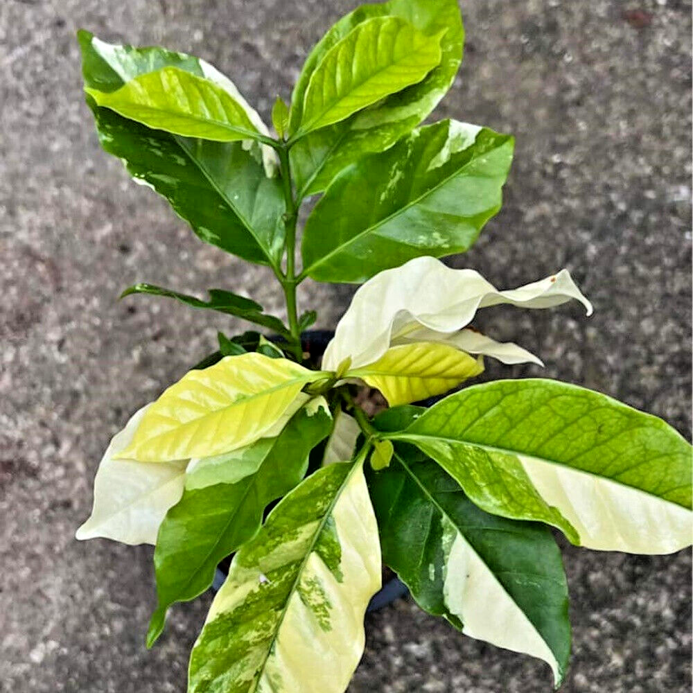 Coffea Arabica Variegated Grafted Plant Tree Tropical Unique Rare Thailand  15'' | eBay