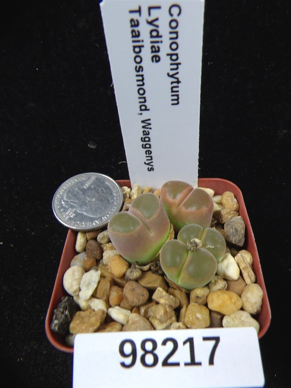 Conophytum lydiae Taaibosmond Seedling Live Succulent Plant 98217