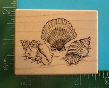 PSX Designs SEASHELLS Rubber Stamp D-190  Shells Beach
