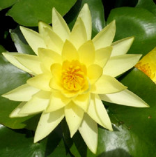50 SEMI DI NINFEA "Joey Tomocik"Nymphaea WATER LILY "+ SPEDIZIONE GRATUITA