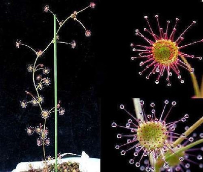Hbschste Blume der Welt gegen Motten: Sternsonnentau Drosera auriculata /  Samen | eBay.de