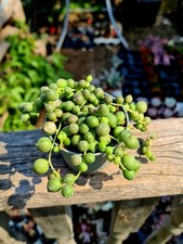 Senecio Rowleyanus | String of