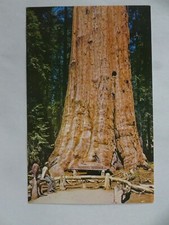 Chrome Postcard General Sherman Tree Sequoia National Park CA USA Unposted