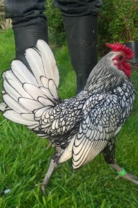 Details About 6 Pot Luck Bantam Hatching Eggs Sebright Serama Oegb