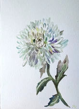 8x10 in ORIGINAL watercolor painting - Chrysanthemum flower - artist MK