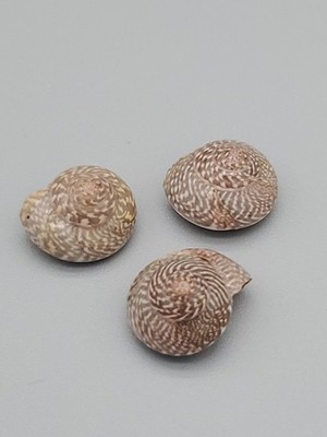 Neritidae Sea Shells {Nerite Snail Shell} Small Set of 3
