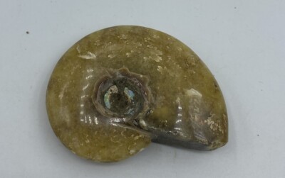 Ammonite Fossil Madagascar 2 1/2 in Polished Reiki Healing Crystal JB1