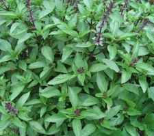 THAI BASIL SEEDS 300+ Herb Garden SPICE CULINARY cooking NON-GMO FREE SHIPPING