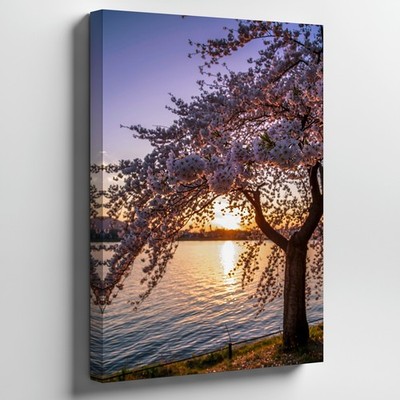 Serene Scene Featuring A Cherry Blossom Tree In Full Bloom Wall Art Canvas Print