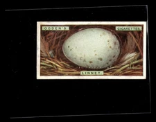 1926 Ogden's British Bird's Eggs (Cut-outs) #21 Linnet HIGHER GRADE