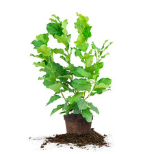 Perfect Plants Ann Magnolia Live Plant 1 Gallon Includes Care