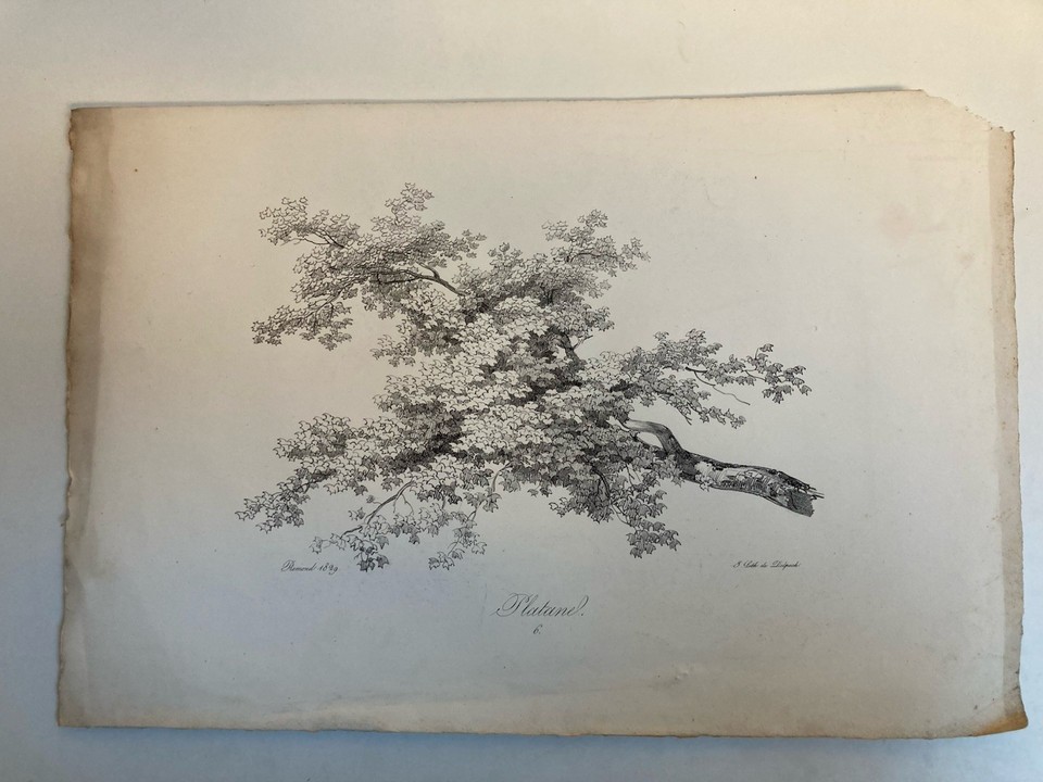Very Beautiful Engraving Tree Foliage Leaf Duplat Plane Tree Antique ...