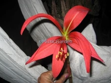 Red Aztec Lily 1 Jumbo Bulbs Jacobean lily Sprekelia Formosissima Amaryllis