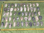 Lot of  55 Atlantic Oyster Shells 3 To 4.5 Inches Long Craft Art — photo 1