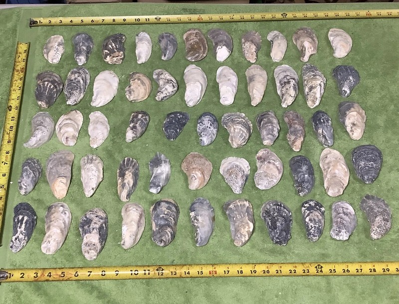 Lot of  55 Atlantic Oyster Shells 3 To 4.5 Inches Long Craft Art
