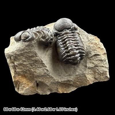 Doppel Phacops Trilobit Fossil A Klasse Devon Marokko Taboumakhlouf