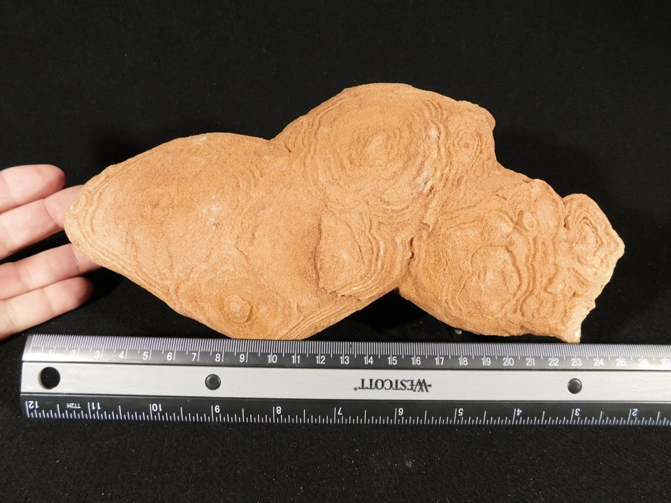 ENORME! Fósil ESTROMATOLITO de 600 millones de años 100% natural Marruecos 2090gr Foto 4 de 4