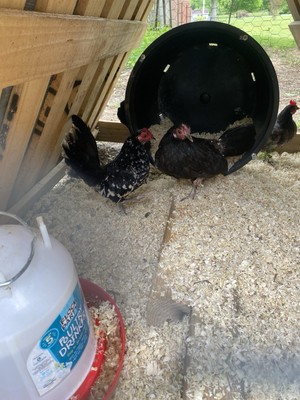Mottled Old English Game Hatching Eggs 1 Dozen
