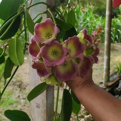 Hoya Lauterbachii Sp Papua Rare Plant