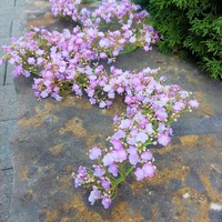 Artplants Kunstpflanzen Schleierkraut Girlande Litago, Rosa-Violett, 180Cm