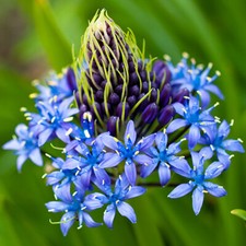 3 x Scilla peruviana (Caribbean Lily) bulbs Size: 16/18  pack of 3,  Autumn Bulb