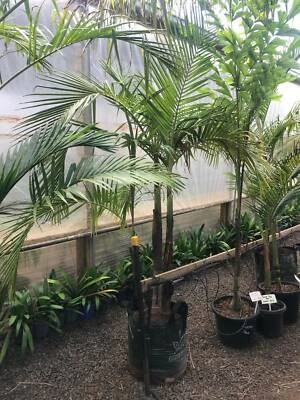 Archontophoenix Cunninghamiana Or Bangalow Palm From 29 Plants Gumtree Australia Melton Area Melton 1271389527